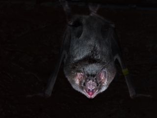 A common vampire bat hanging in the dark.