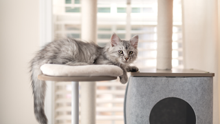 Grey cat sitting in a cat tree