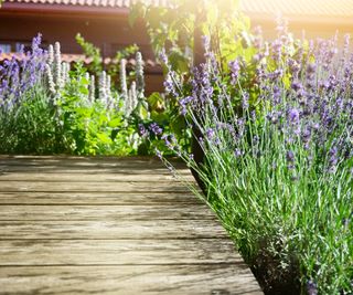 Blooming aromatic lavender plant in modern backyard at sunlight