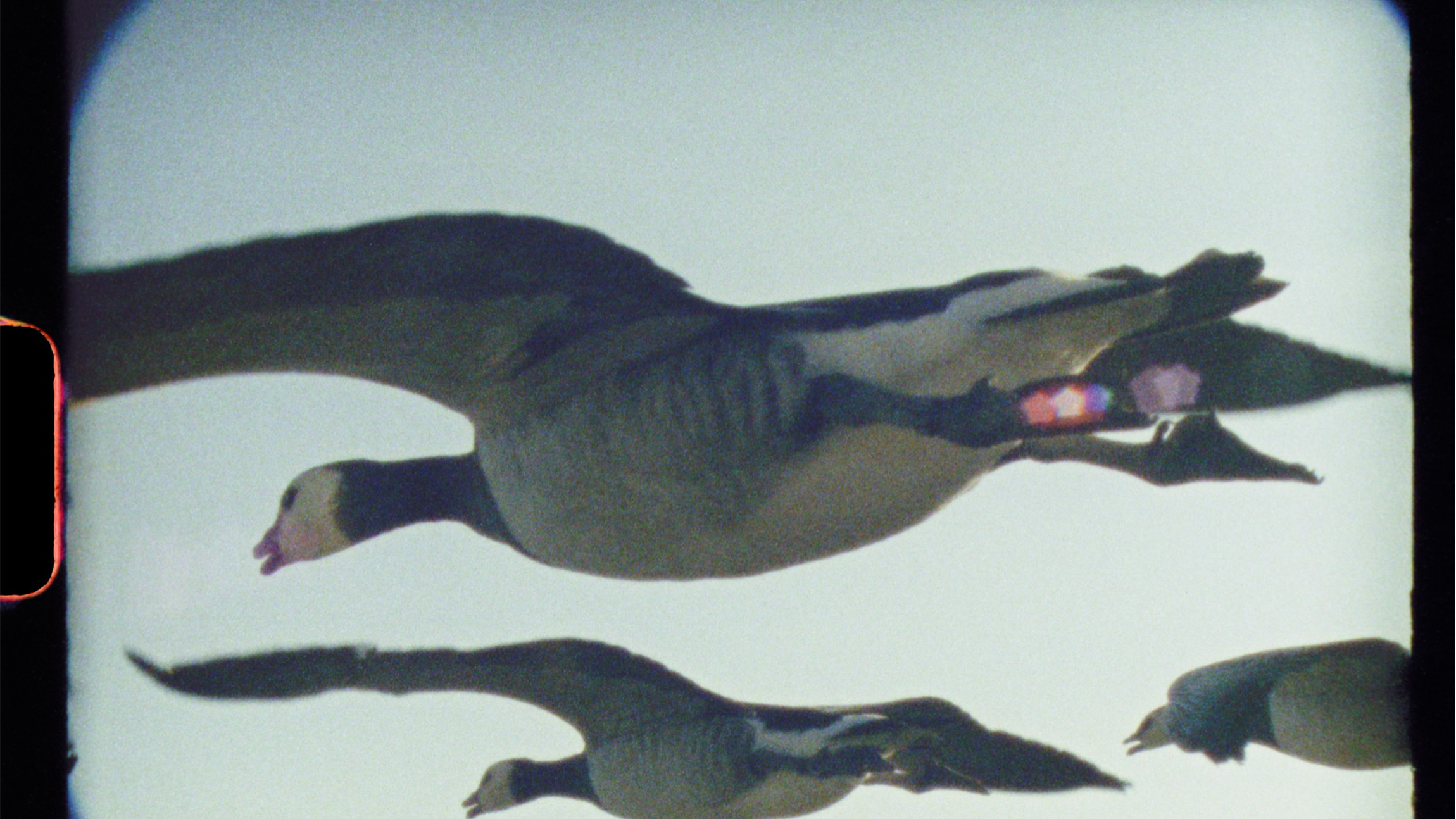 A trio of geese flying in formation.