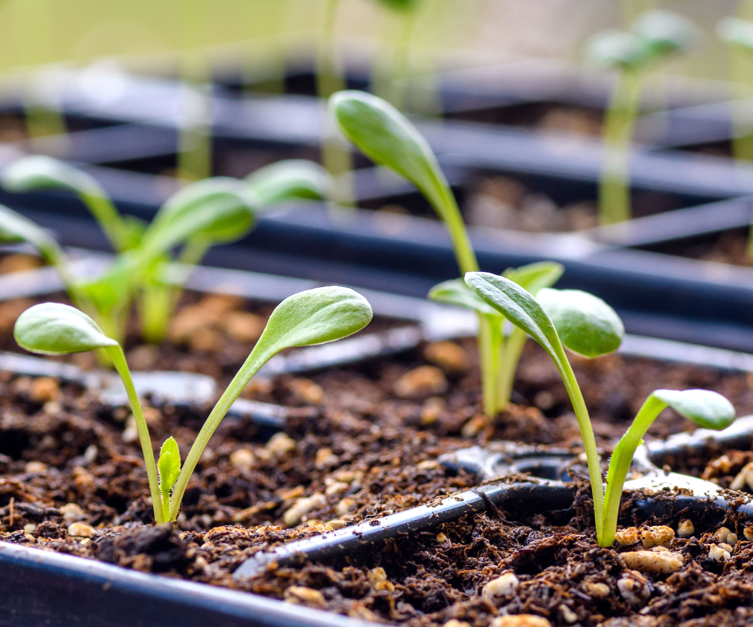 dahlia seedlings growing in seedling trays