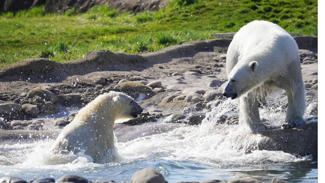 Two polar bears look at each other