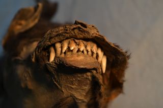The ice age pup's well-preserved teeth are still sharp.