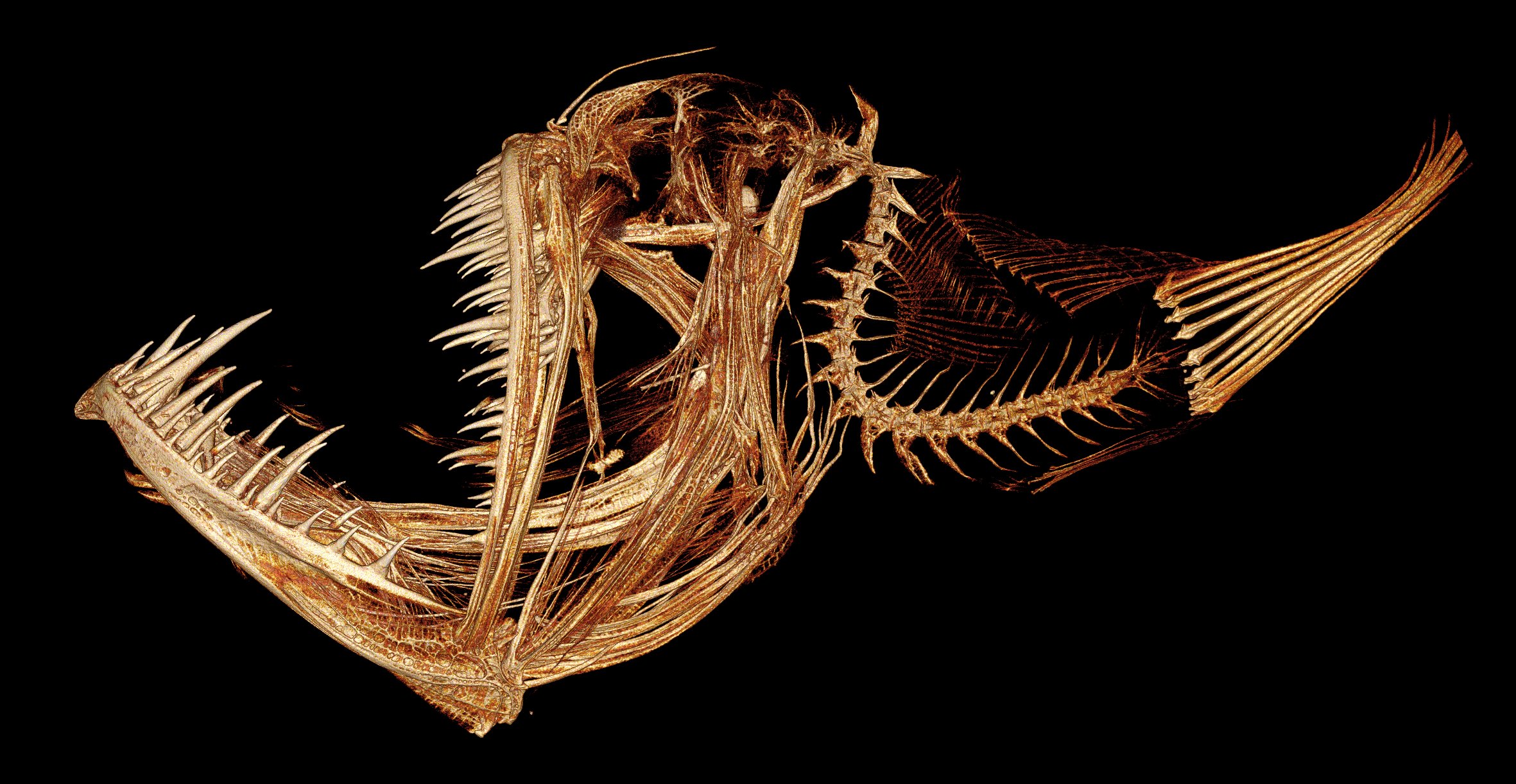 In this 3D image, created from a CT scan of an anglerfish, researchers like Karly Cohen at the University of Washington can inspect bones and teeth that grow in unusual ways (or unusual places) in deep-sea anglerfish.