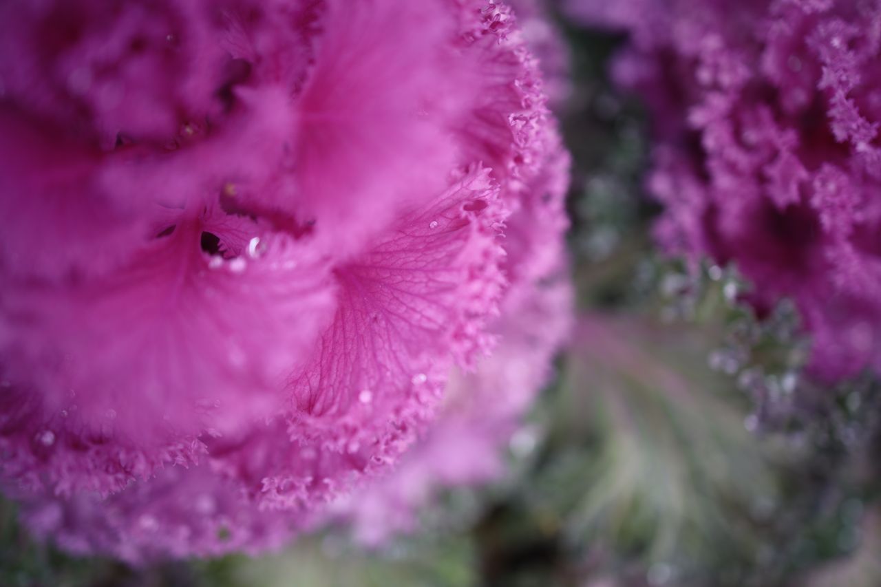 Canon EOS R with RF 35mm f/1.8 IS Macro STM | 1/100 sec at f/1.8, ISO100