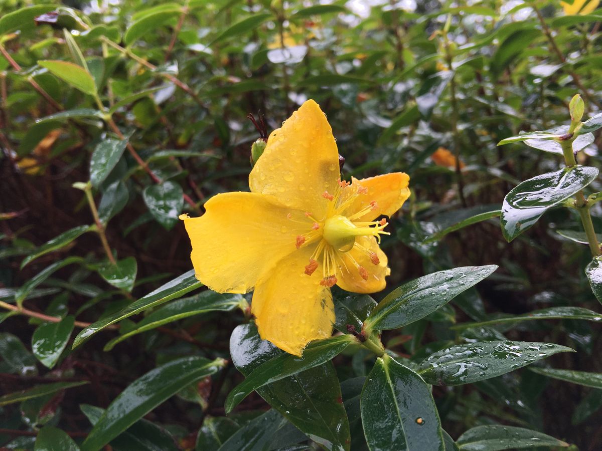 The 6S Plus can pick out high levels of detail, including water droplets