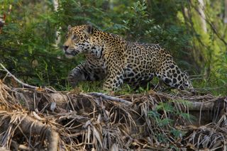 A jaguar moves through the Brazilian Pantanal.