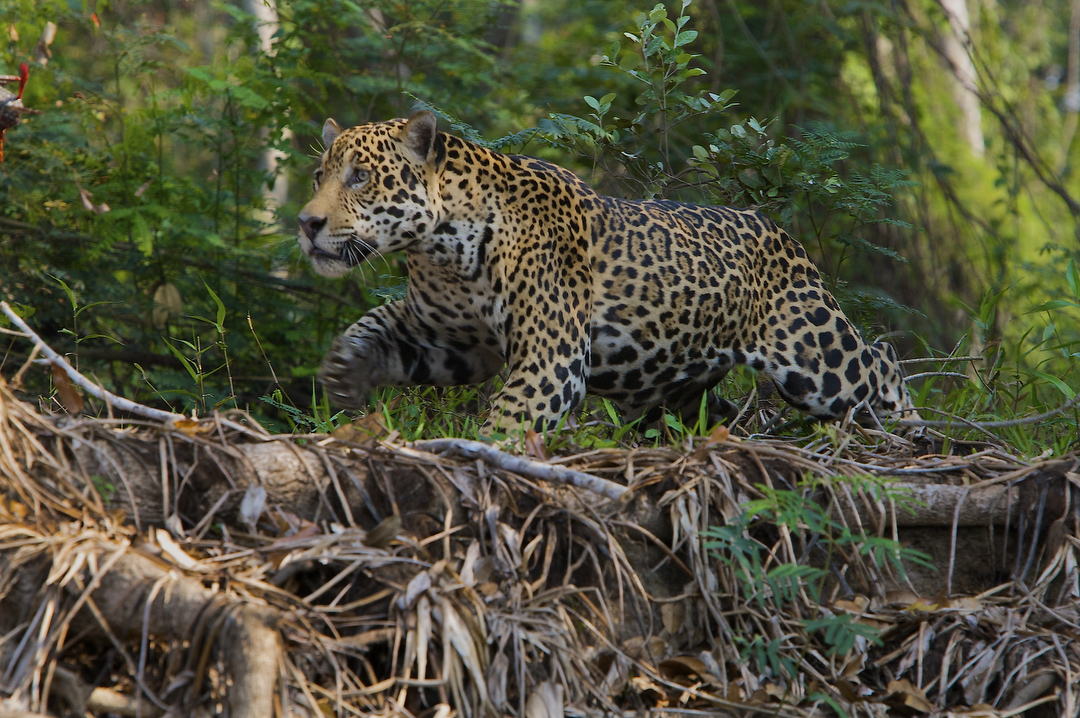 Arizona's Only Jaguar Prowls a Difficult, But Hopeful, Path | Live Science