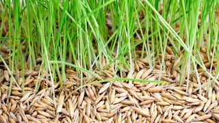 Closeup of grass and grass seed