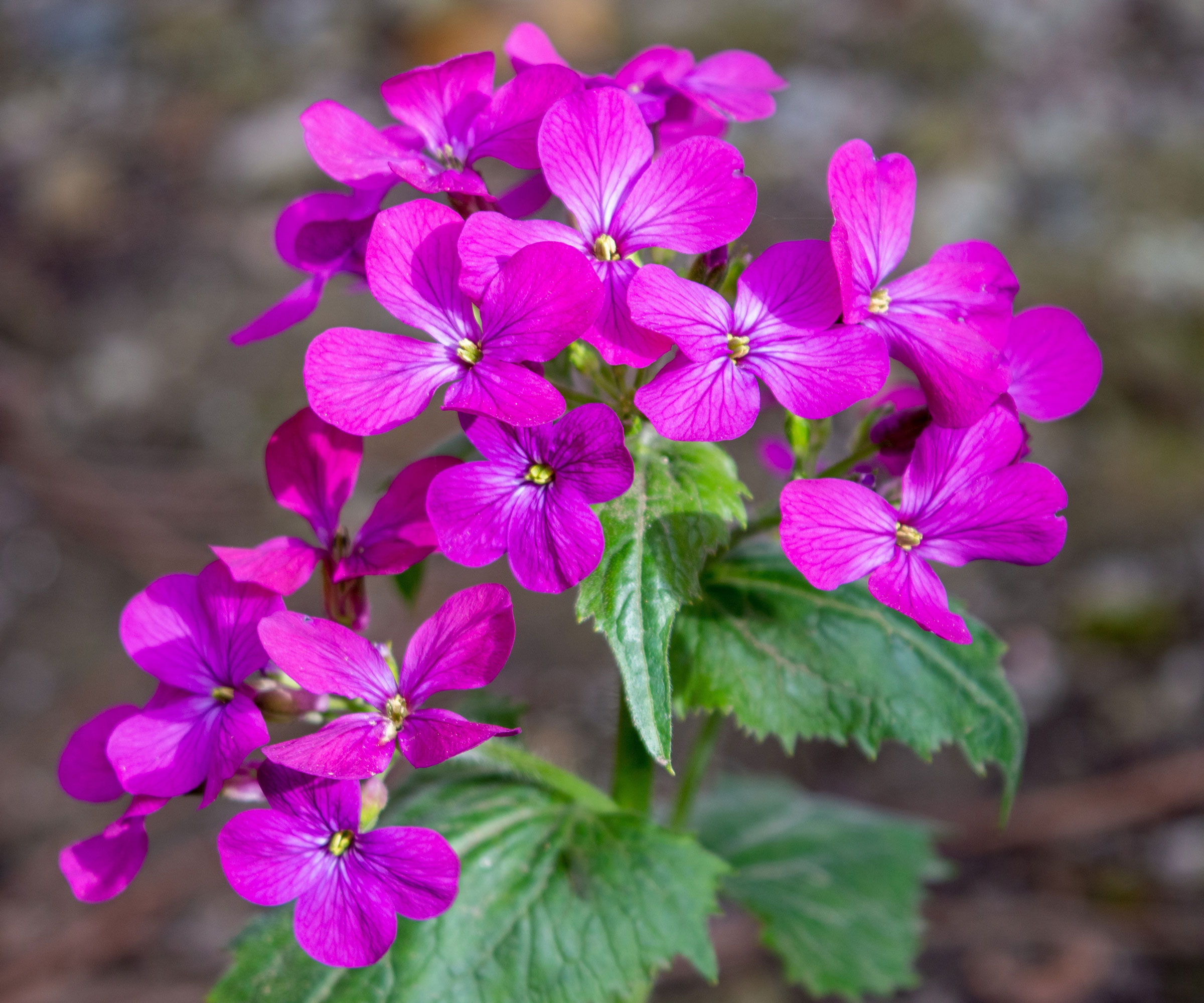 lunaria honesty showing pink-purple flower head