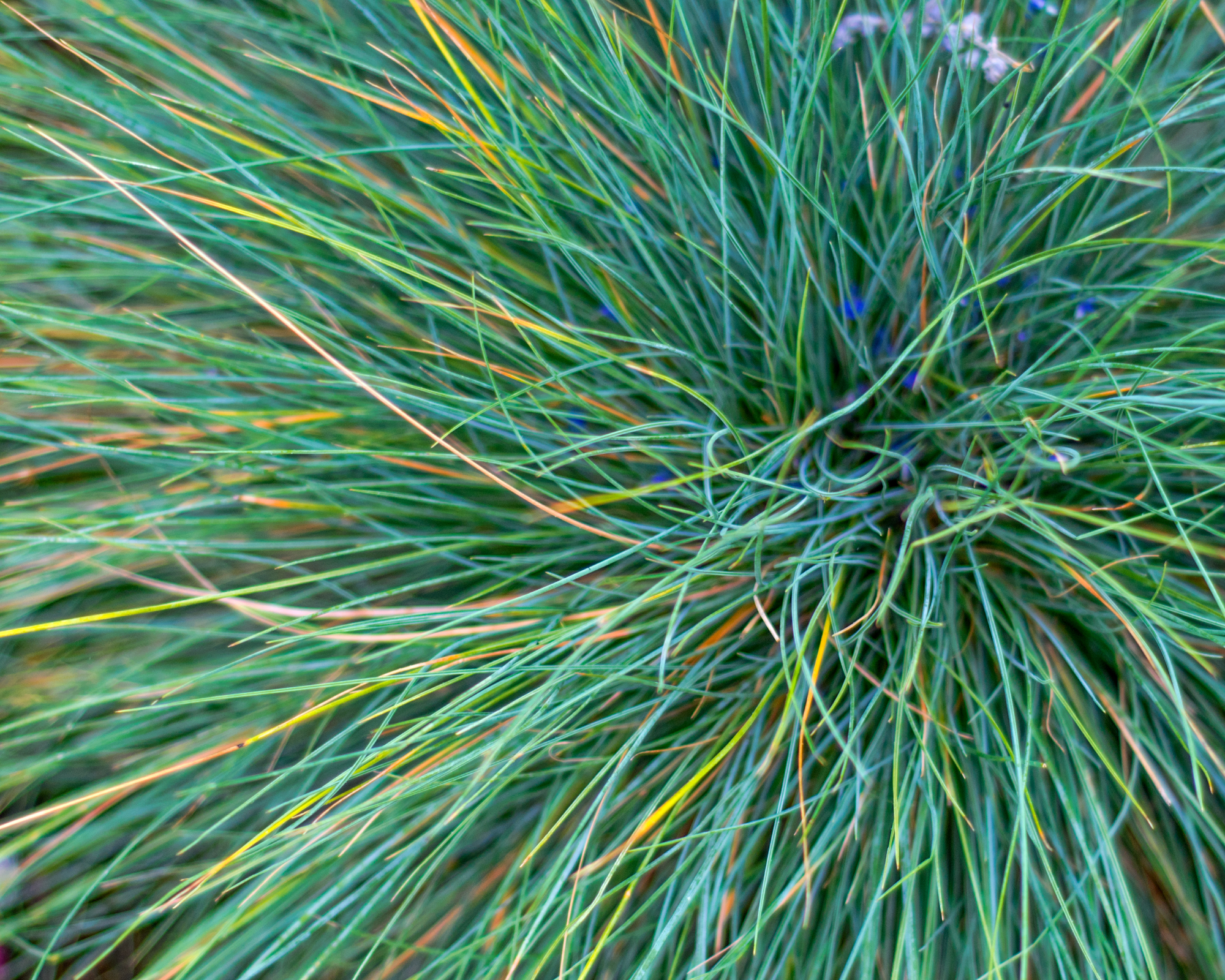 Ornamental blue fescue grass in soft sunlight in summertime.