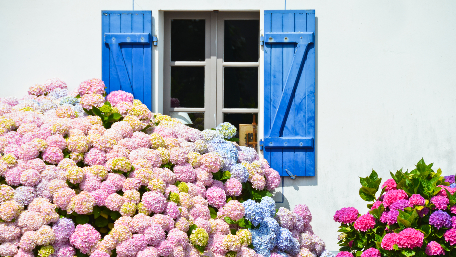 Mophead hydrangeas in full sun