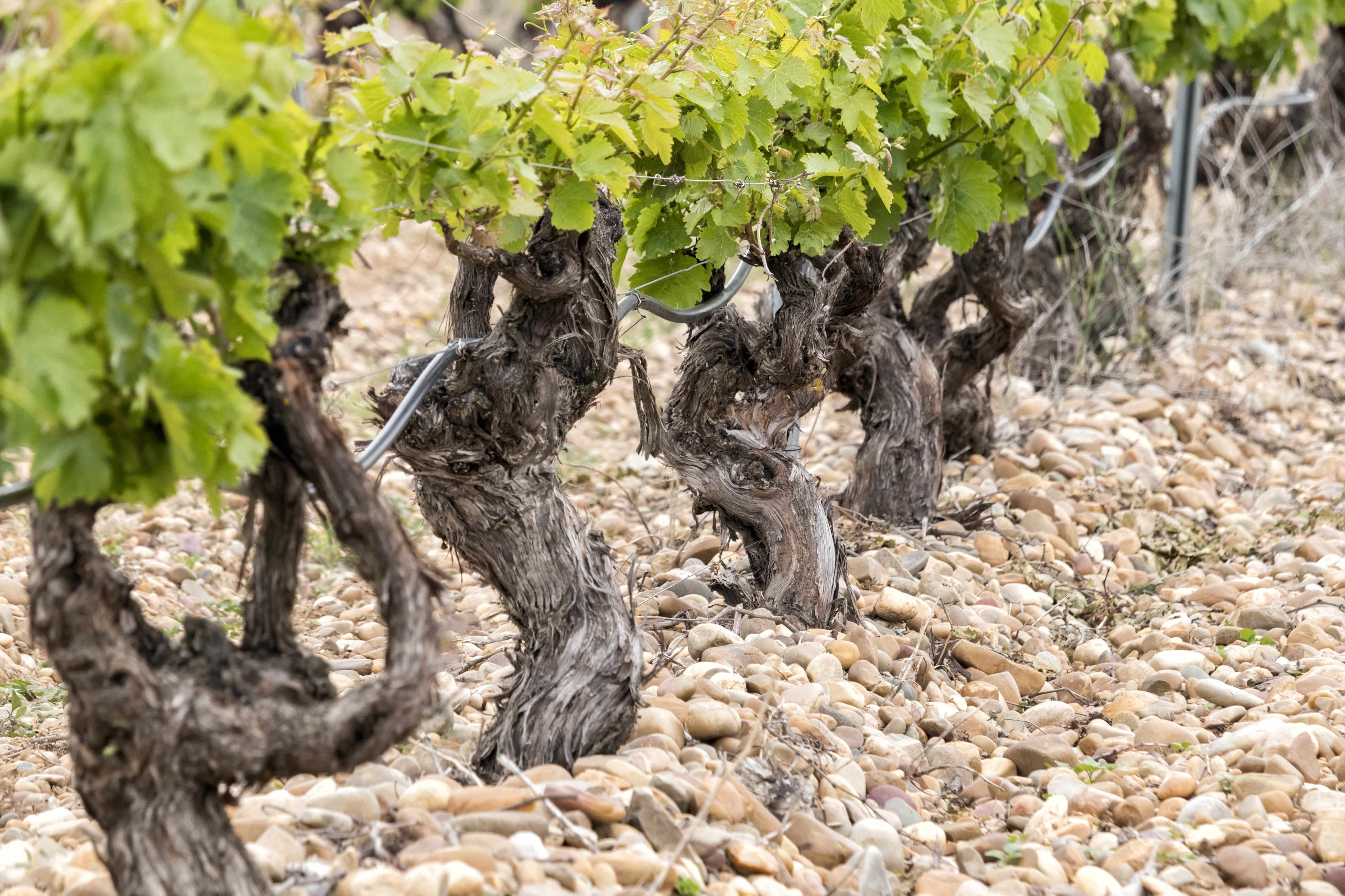 Close-up shot of old vines
