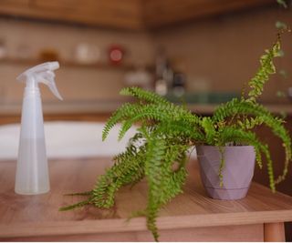 Revive a drooping fern