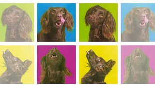 It's International Dog Day! Celebrate by shooting some 'pup art' pet portraits