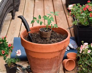 Planting tomato seedling into terracotta pot