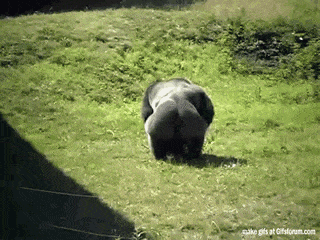 Big Gorilla Throws Little Gorilla