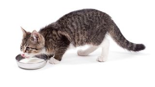 poisonous to cats – avoid these foods