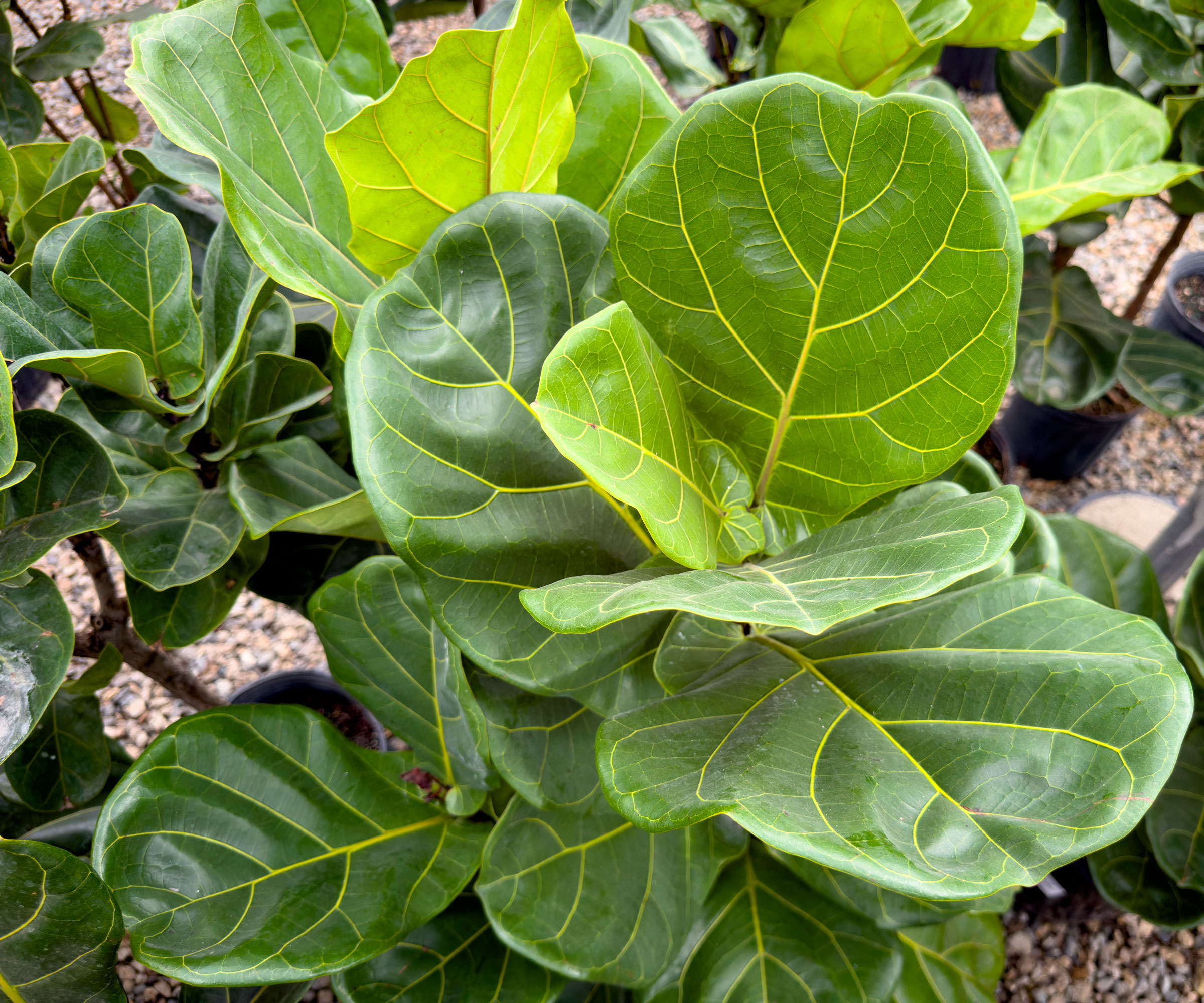 fiddle leaf fig plant from above with lots of healthy leaves