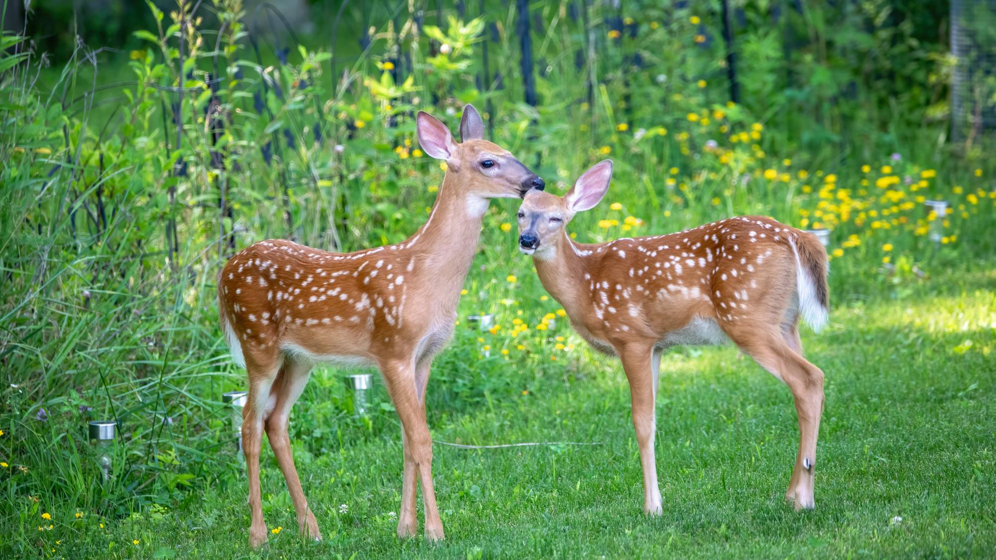 Two deer in garden