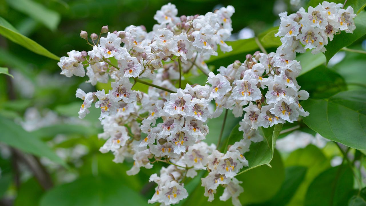 white flowers of a catalpa tree