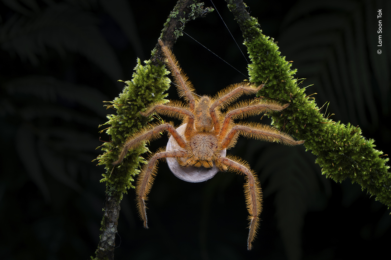 Aranha laranja peluda segurando uma planta em ambos os lados das pernas