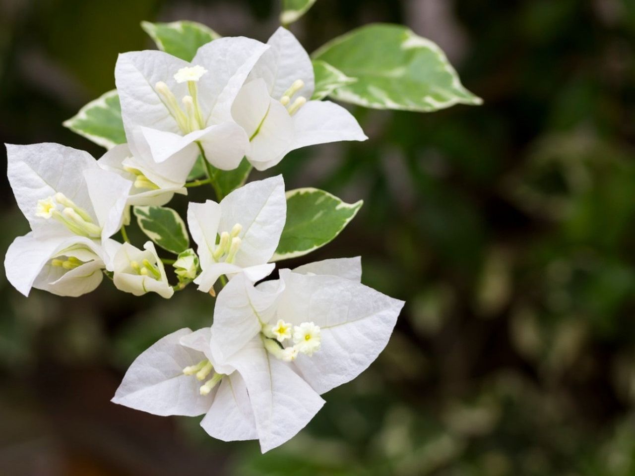 White Annual Flowers