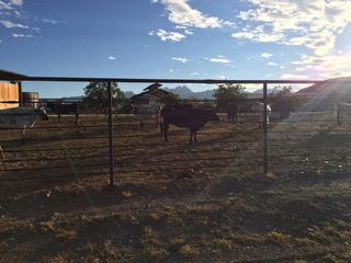 ISPCS is held each year at the Farm & Ranch Heritage Museum in Las Cruces, New Mexico, which is appropriately home to a herd of cattle.