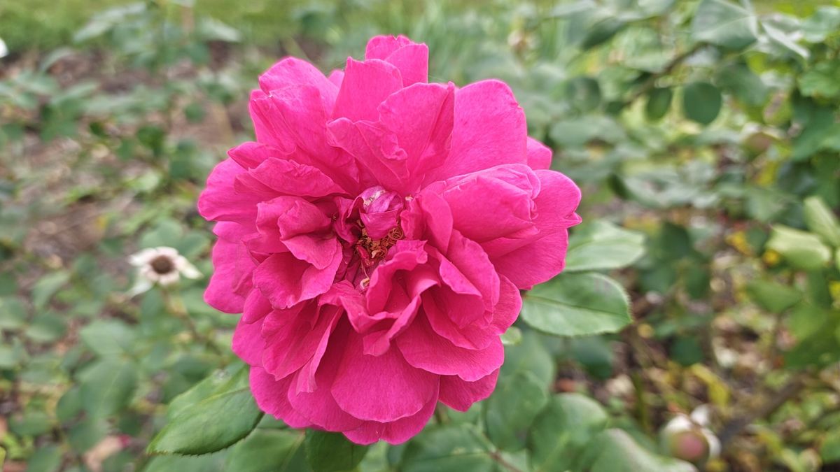 Close up on a pink flower shot on a Poco F9 Ultra smartphone