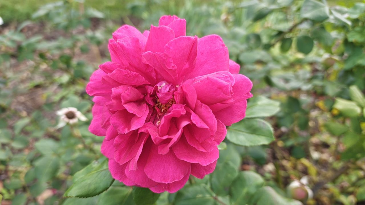 Close up on a pink flower shot on a Poco F9 Ultra smartphone