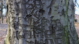 Tree bark in public park with carved initials and dates
