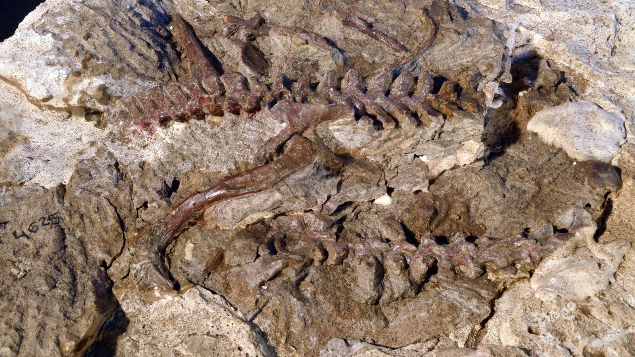 A partially prepared specimen (showing the trunk and tail vertebrae, pelvic girdle, and hindlimb) of the lagerpetid Lagerpeton from the Triassic Cha&ntilde;ares Formation of Argentina.