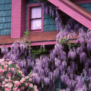 Wisteria and rhododendron climbing across the front of a pink-and-blue home