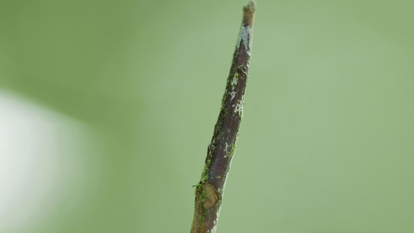 DFKWWM blackthorn, prunus spinosa