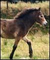 foal2th.jpg