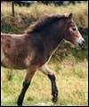 foal2th.jpg