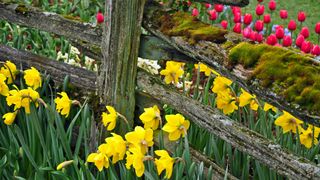 Daffodils growing along a fence with tulips in the background