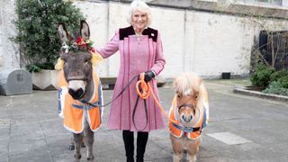 Queen Camilla with two donkeys