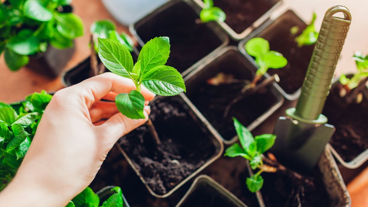 Hydrangea cuttings being planted in pots of compost