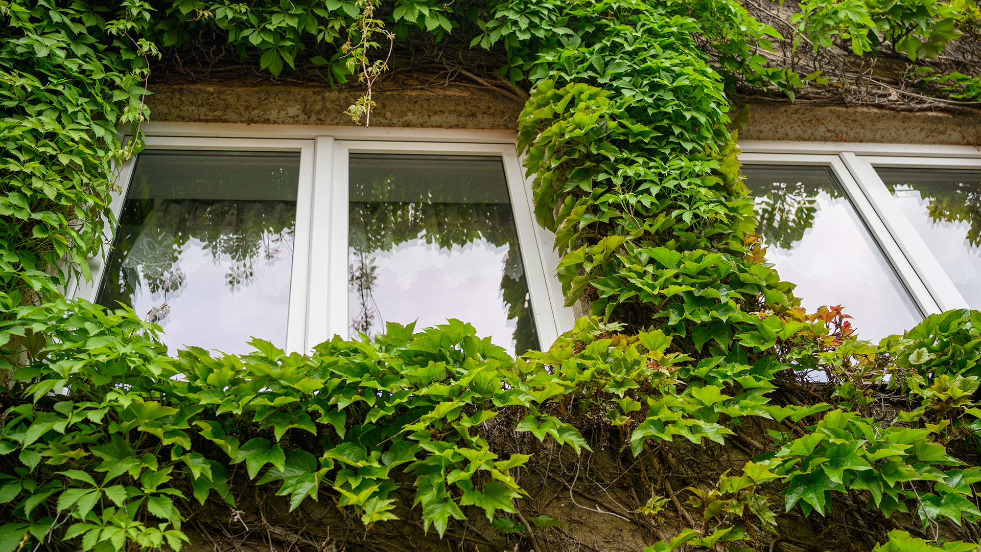 Boston ivy on outside wall of house