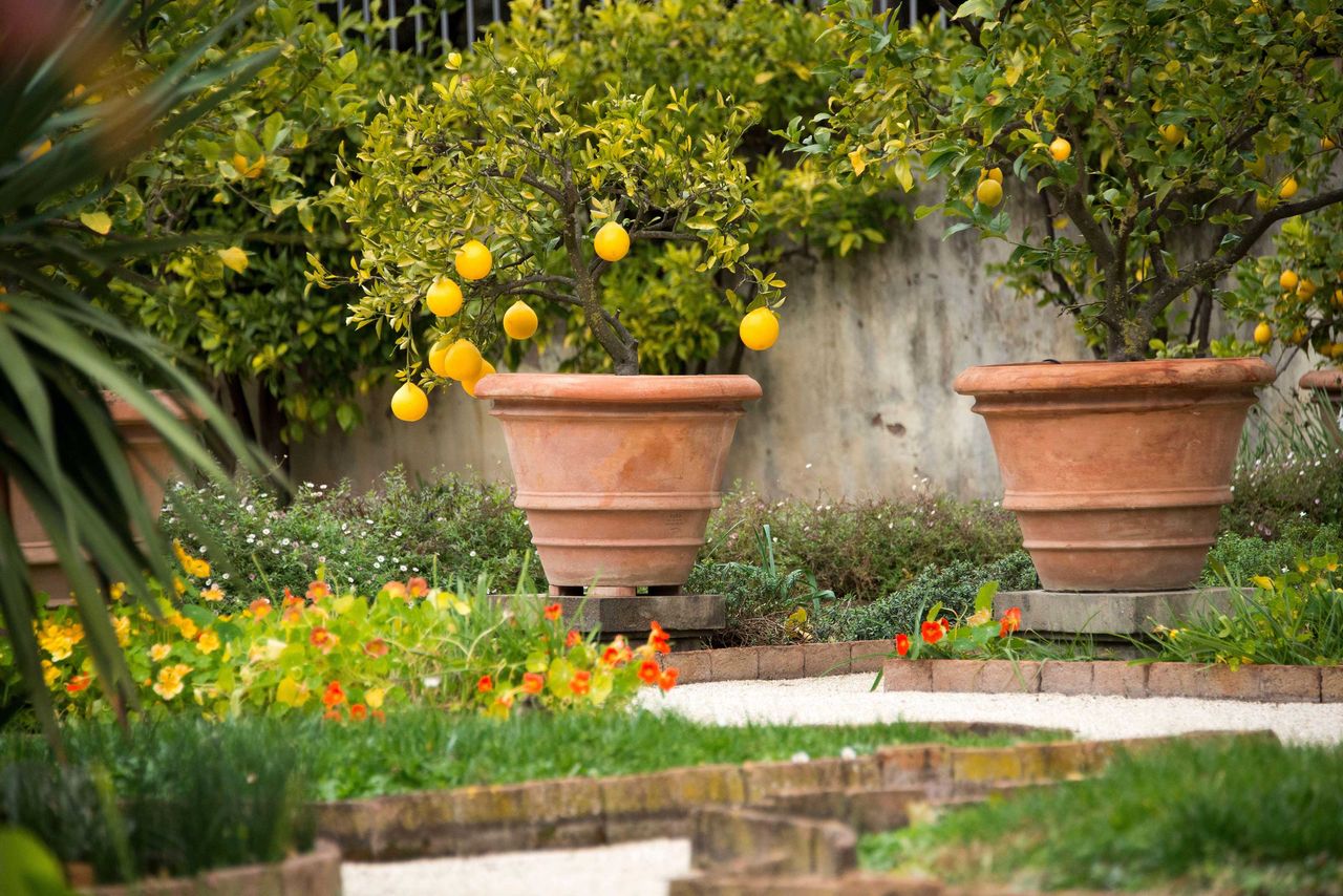 lemon trees in pots