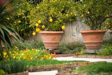 lemon trees in pots