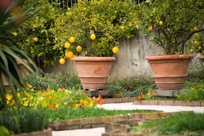 lemon trees in terracotta pots