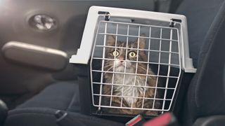 Cat with wide eyes inside carrier in the car