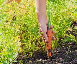 A large carrot being harvested out of the kitchen garden