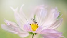 Hoverfly on pink cosmos flower