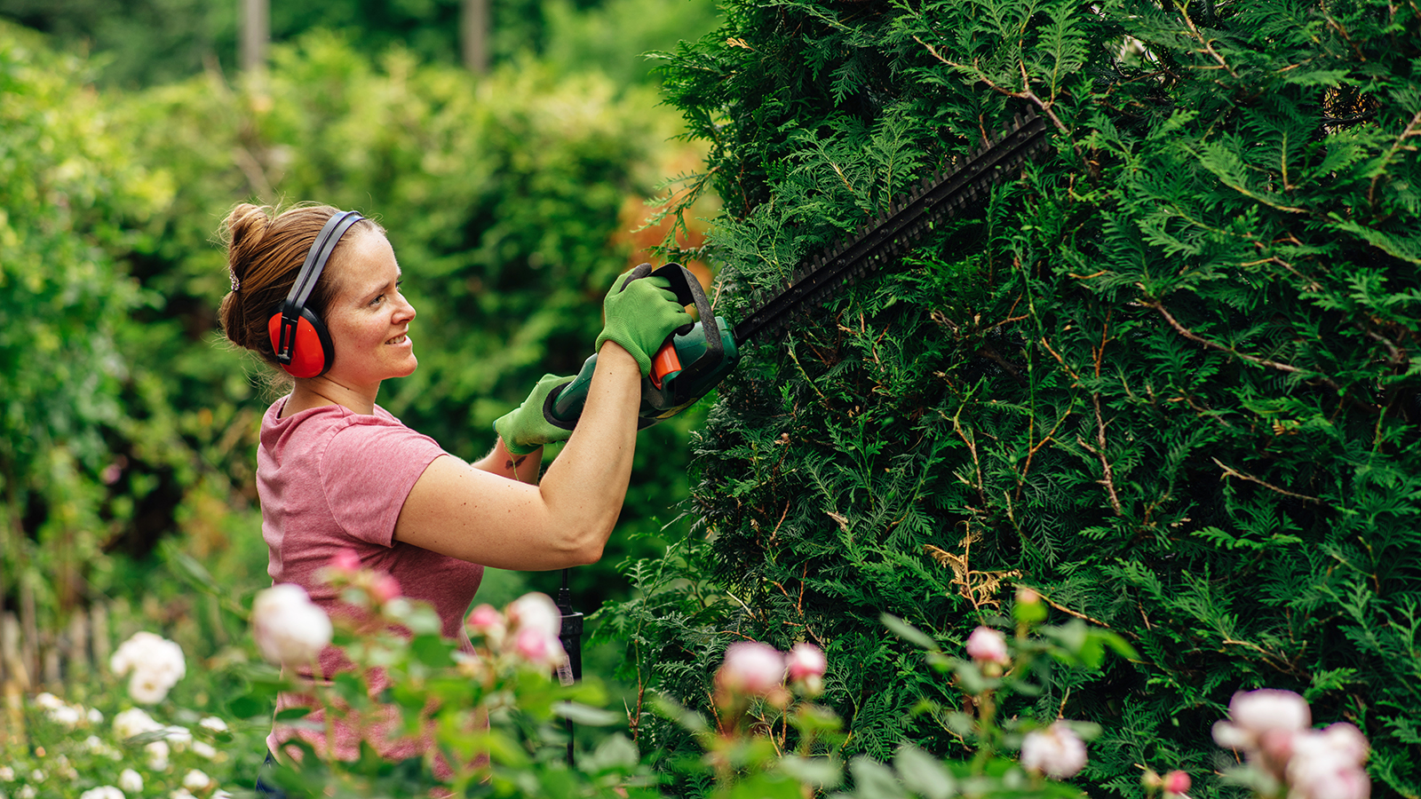 Woman cuts back hedge with cordless hedge trimmer