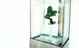 Uprooted tree suspended in a transparent case