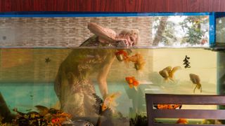 Person cleaning out fish tank