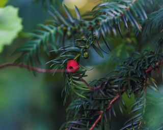 A yew tree with yew berries in closeup